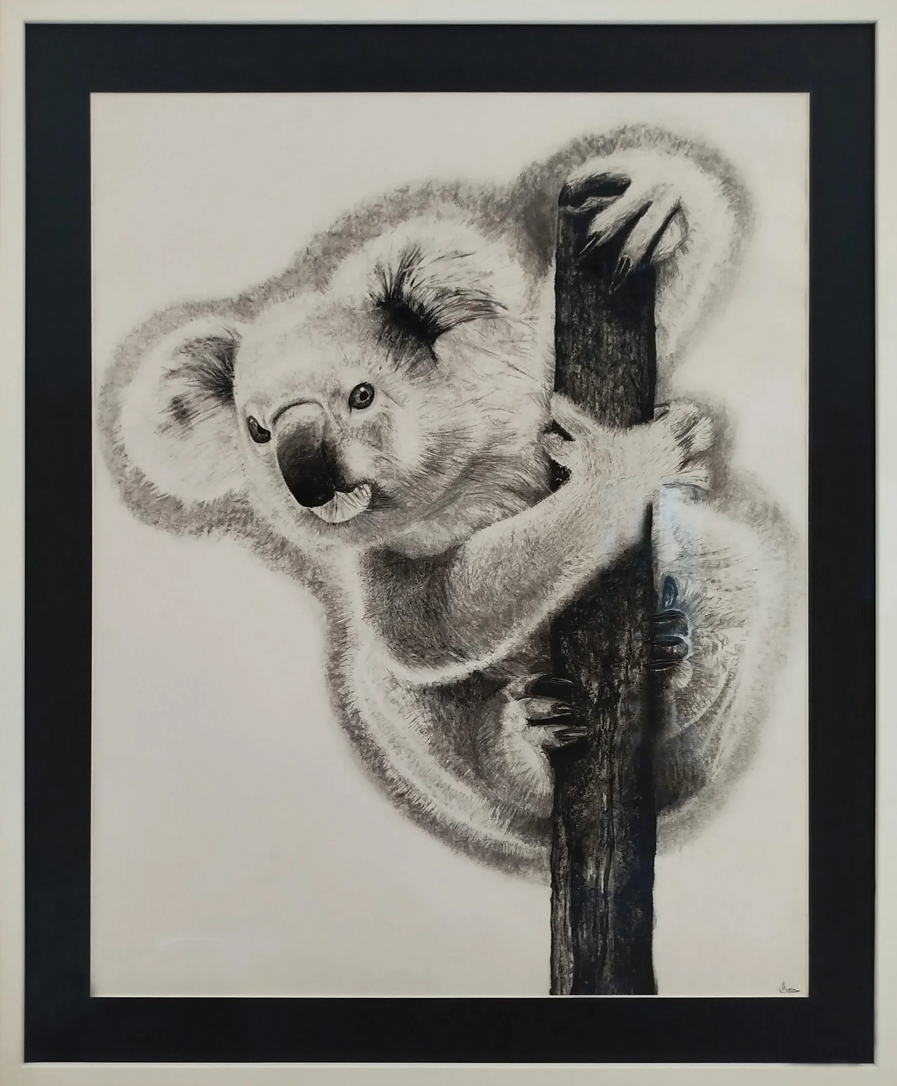 Koala