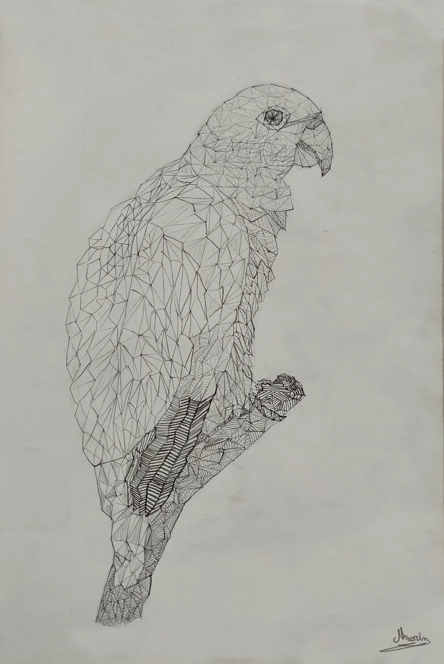 Perroquet géométrique