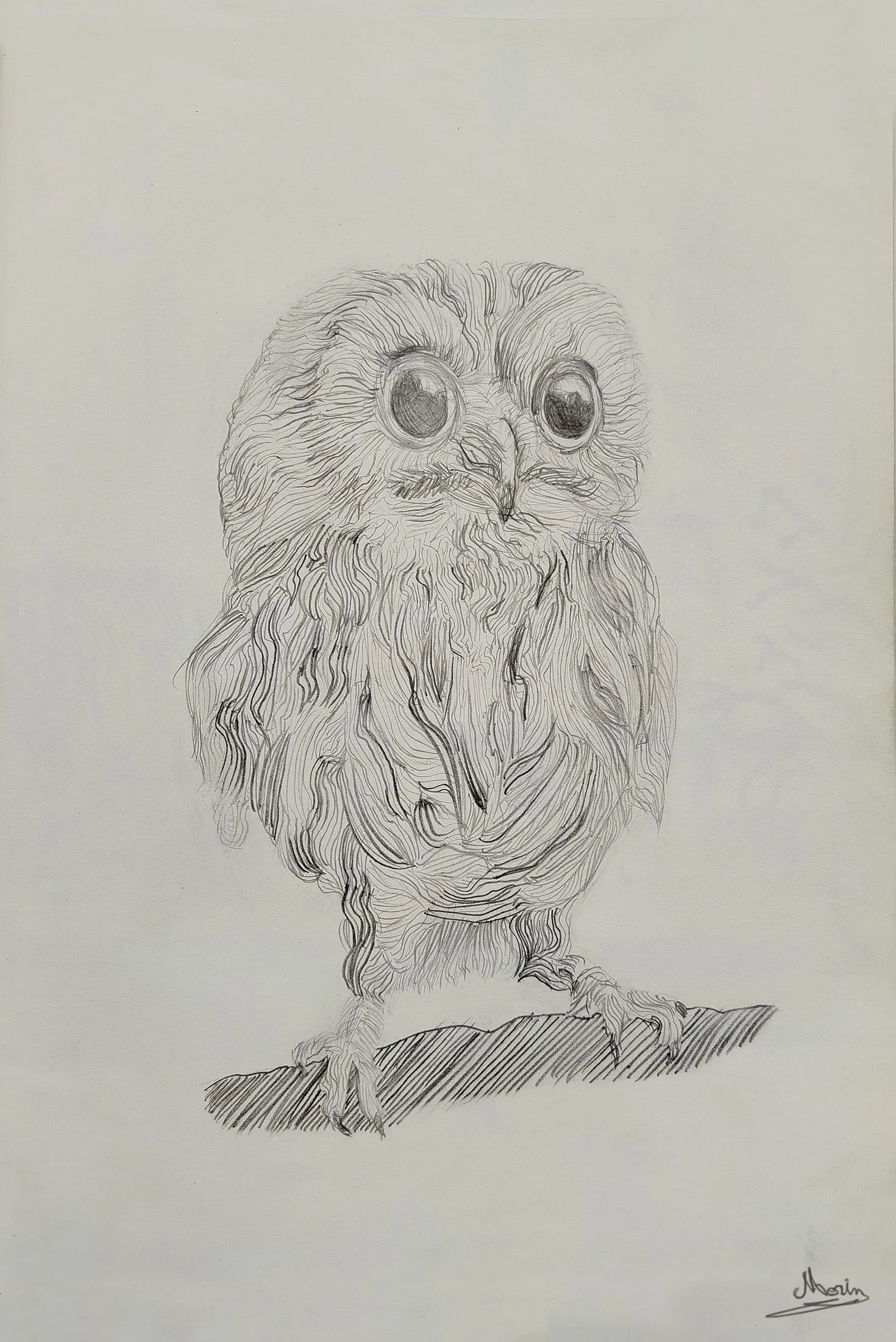 Hibou à courbes