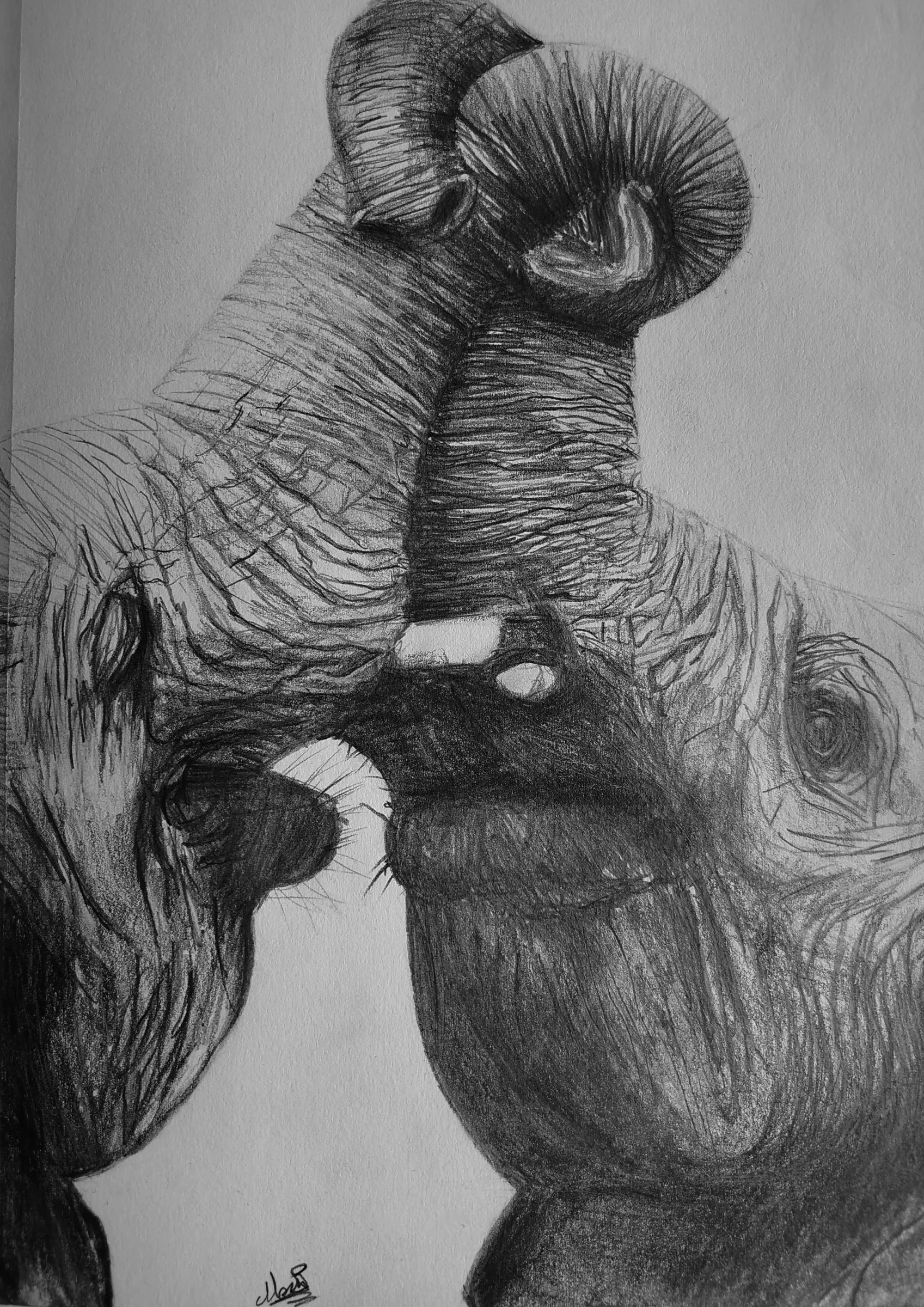 Elephant N°03